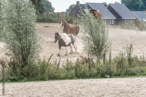 horses horse living in paddock paradise running gallop