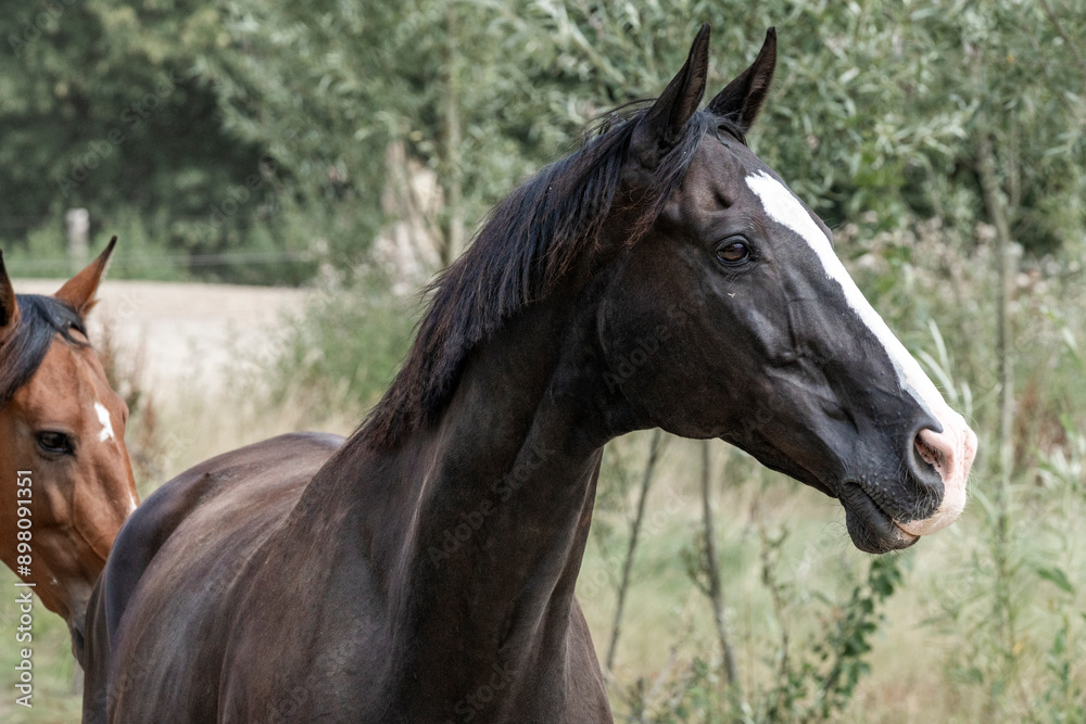 Fototapeta premium horses horse living in paddock paradise