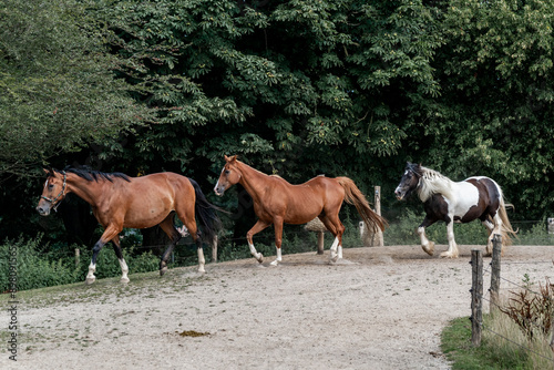 herd of horses in paddock paradise