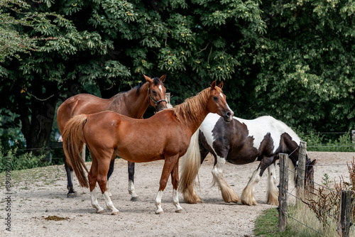 horses horse living in paddock paradise 