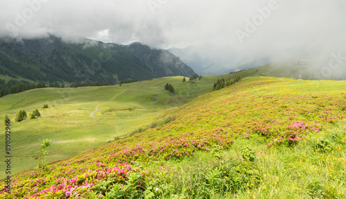 Swiss alpine meadow with wild flowers, mainly alpine roses. Cloudy summer day. Wanderlust concept. Wonderful landscape area. Mountain scenery in Switzerland