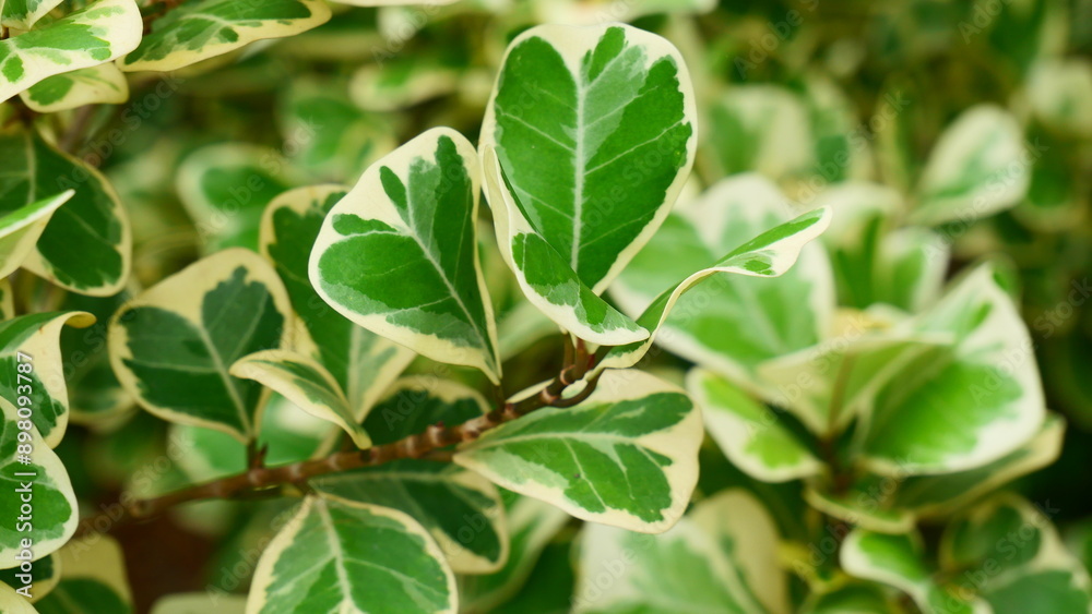 close up of green leaves close up of green leaves