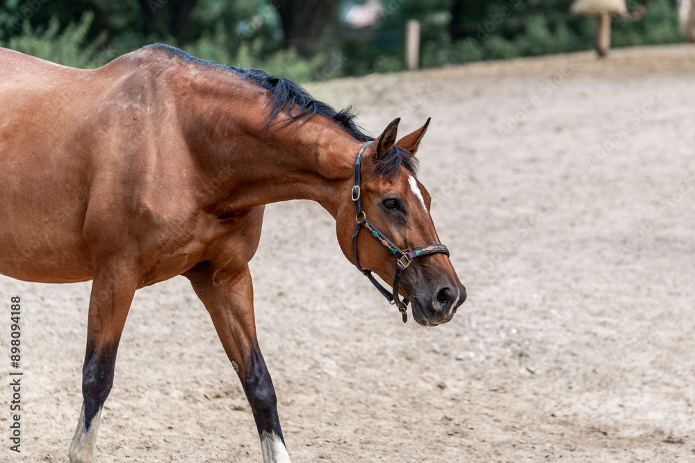horses horse living in paddock paradise horses horse living in paddock paradise