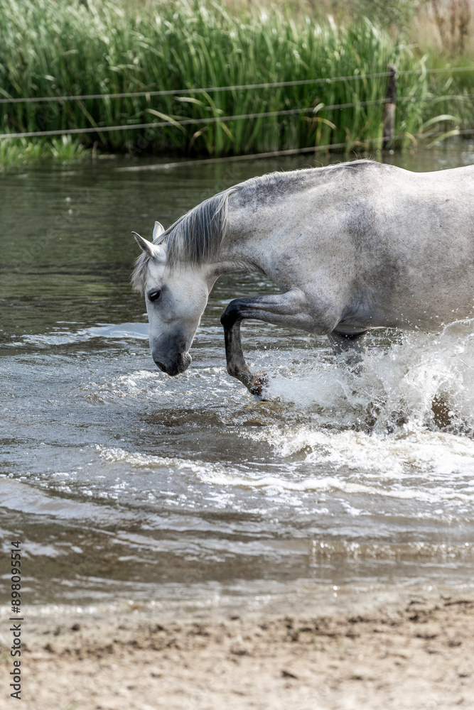 horses horse living in paddock paradise water fun pool splash horses horse living in paddock paradise water fun pool splash
