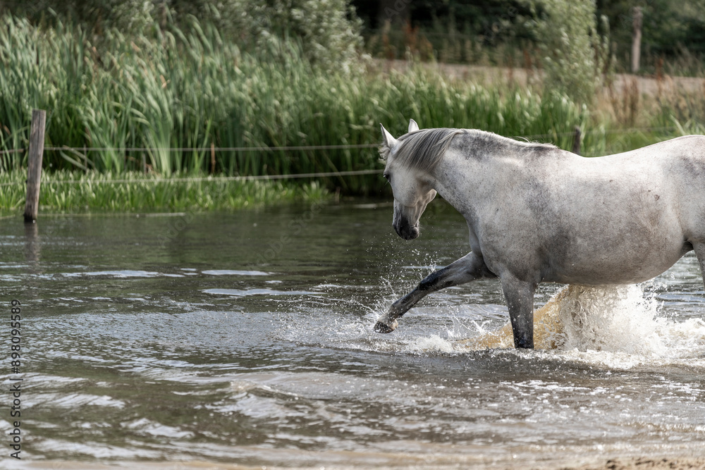 horses horse living in paddock paradise water fun pool splash horses horse living in paddock paradise water fun pool splash