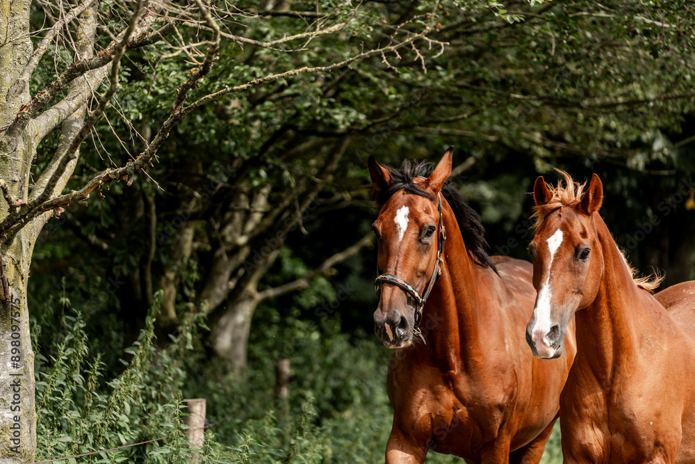 horses horse living in paddock paradise horses horse living in paddock paradise