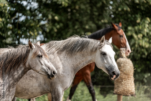 horses horse living in paddock paradise 