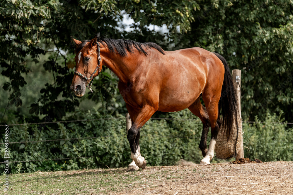 brown horse in paddock paradise brown horse in paddock paradise