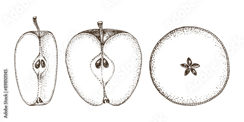 Sliced ripe apple hand drawn vector