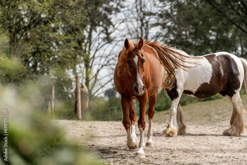 two horses herd horse paddock paradise