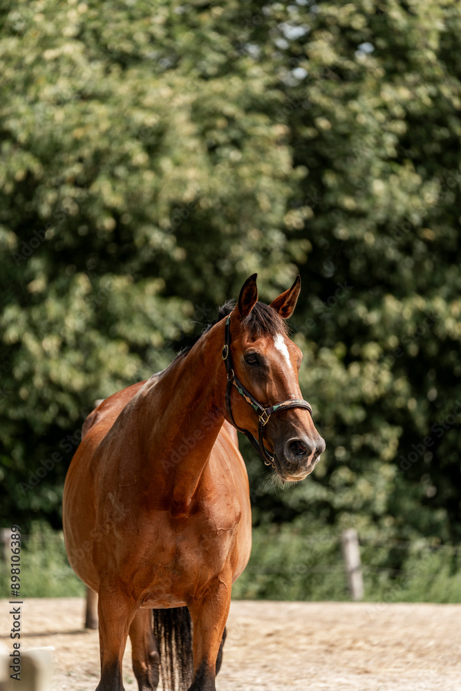 Beautiful big brown KWPN horse mare with halter and green Beautiful big brown KWPN horse mare with halter and green