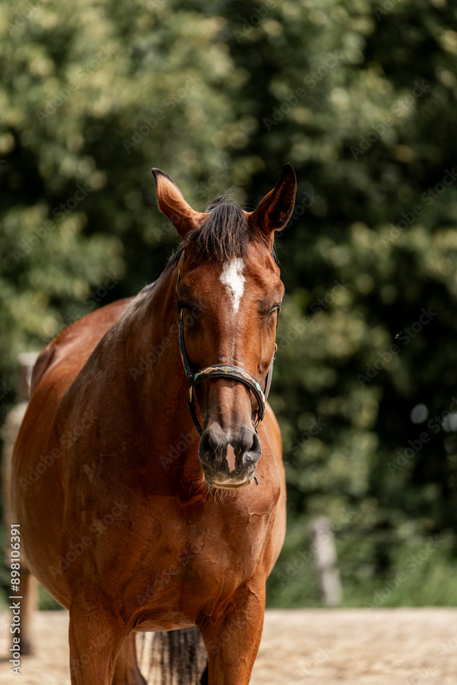Beautiful big brown KWPN horse mare with halter and green Beautiful big brown KWPN horse mare with halter and green