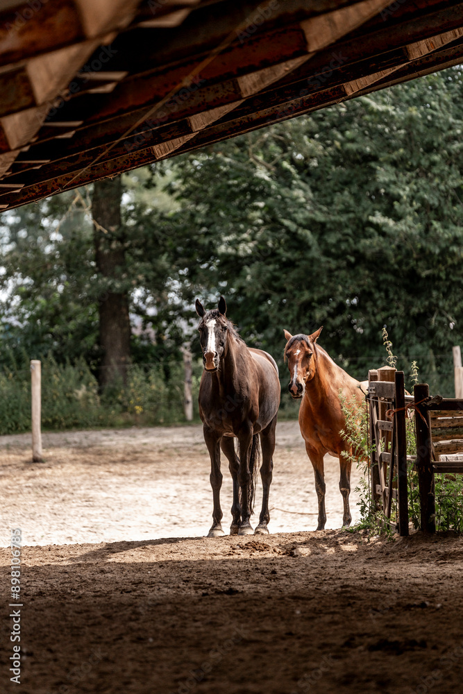 two horses herd horse paddock paradise two horses herd horse paddock paradise
