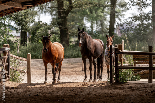 horses in a farm