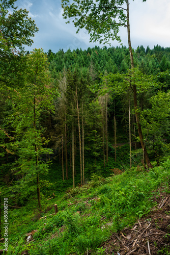 Crise des scolytes : des arbres fragilisés dans une forêt vosgienne déboisée