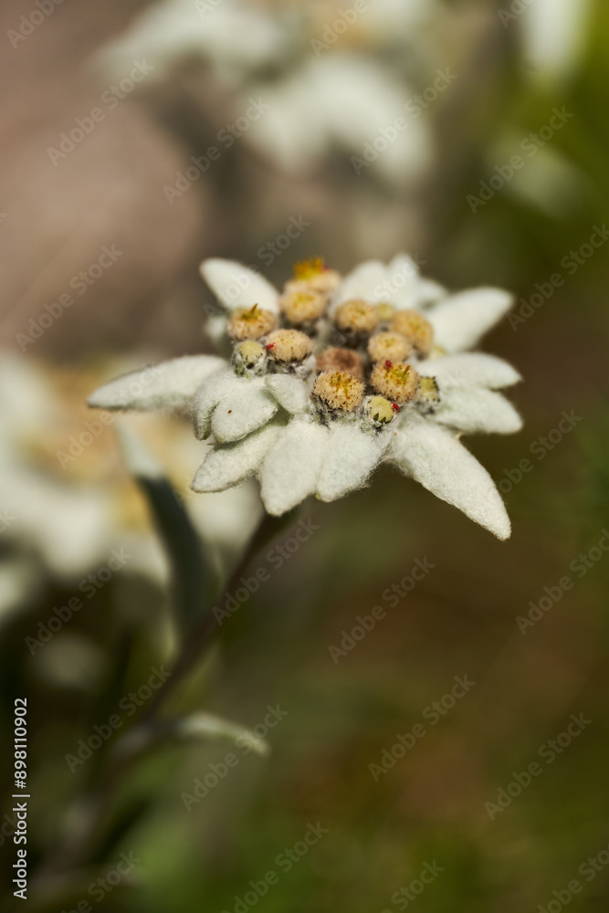 Edelweiss flower in closeup Edelweiss flower in closeup