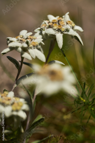 Edelweiss flower in closeup