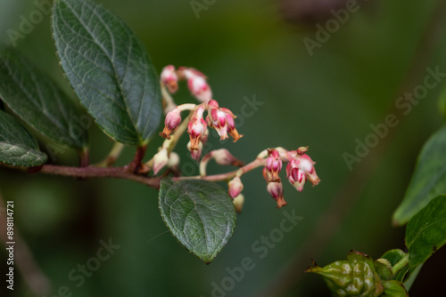 Gaultheria discolor is a species of flowering plant in the Ericaceae family, closely related to rhododendrons and other members of the heath family.