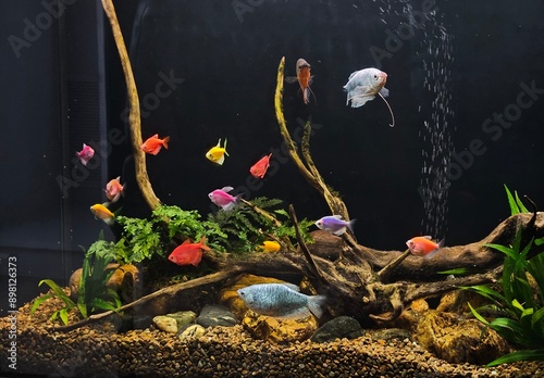 colorful aquarium with fish, freshwater aquarium, large aquarium with fish and plants, driftwood, aquarium