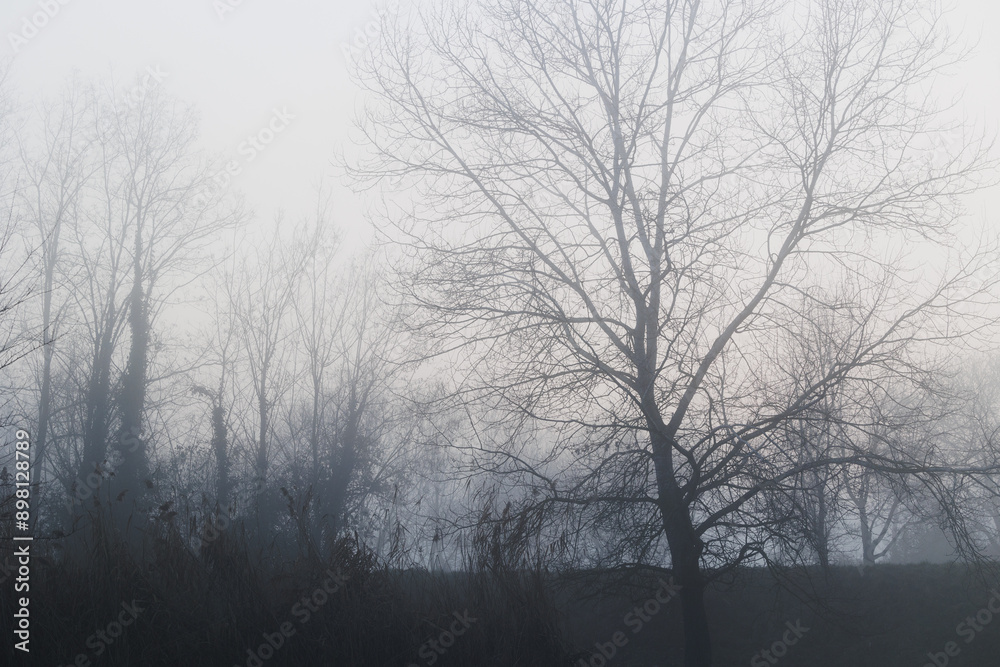 bosco di pianura nel nord est Italia, in inverno, nell'oscurità, nel tardo pomeriggio, avvolto da una nebbia fitta