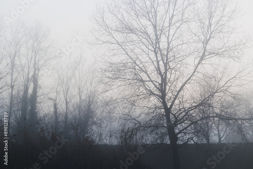 Obraz na płótnie bosco di pianura nel nord est Italia, in inverno, nell'oscurità, nel tardo pomeriggio, avvolto da una nebbia fitta w salonie