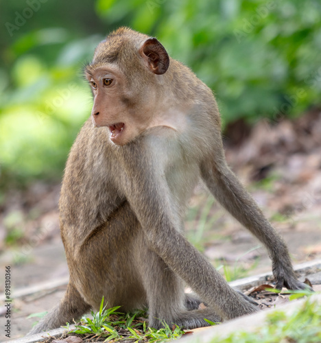 Monkey outdoors in a tropical park