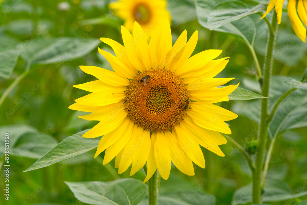 Scenic view of single sunflower of sunflower field with insects in bright sunlight on a sunny summer day at farm at Swiss City of Zürich. Photo taken July 24th, 2024, Zurich, Switzerland. Scenic view of single sunflower of sunflower field with insects in bright sunlight on a sunny summer day at farm at Swiss City of Zürich. Photo taken July 24th, 2024, Zurich, Switzerland.