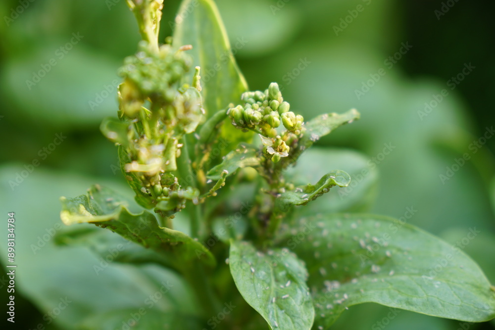 aphids on white cabbage, choy sum, mustard Chinese flower (Brassica Chinensis Linn.) in morning light. Organic food and vegetables gardening or city farming concept. beauty nature background. aphids on white cabbage, choy sum, mustard Chinese flower (Brassica Chinensis Linn.) in morning light. Organic food and vegetables gardening or city farming concept. beauty nature background.