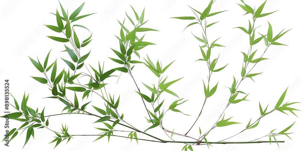 Green Bamboo Branches on White Background. Tranquil nature illustration for spa, wellness, or Asian themes Green Bamboo Branches on White Background. Tranquil nature illustration for spa, wellness, or Asian themes
