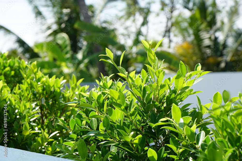 Obraz premium Banyan Tree (Ficus annulata Blume), tree line to nature fence with white wall at home. Cutting or pruning. gardening home outdoor space. Eco Lifestyle.
