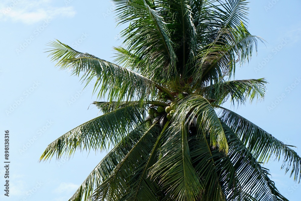 Closeup on top of Coconut tree on clear blue sky as background with copy space. Summer time. Vacation and travel destination concept. Closeup on top of Coconut tree on clear blue sky as background with copy space. Summer time. Vacation and travel destination concept.