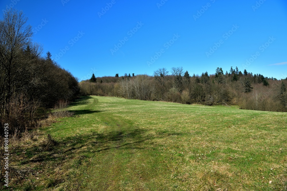 A view of a green meadow in the background of a blue sky and the edge of the forest