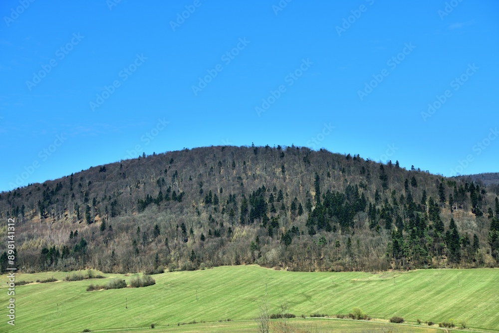 A view of a green meadow in the background of a blue sky and the edge of the forest