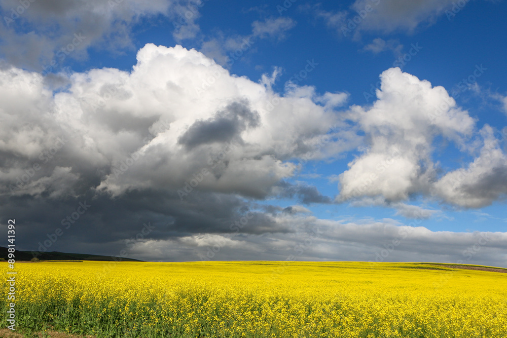 rapeseed field and sky rapeseed field and sky