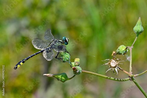 Gemeine Keiljungfer - Männchen // Common clubtail - male (Gomphus vulgatissimus) - Yliki-See, Griechenland photo