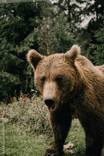 Majestic Brown Bear in the Forest