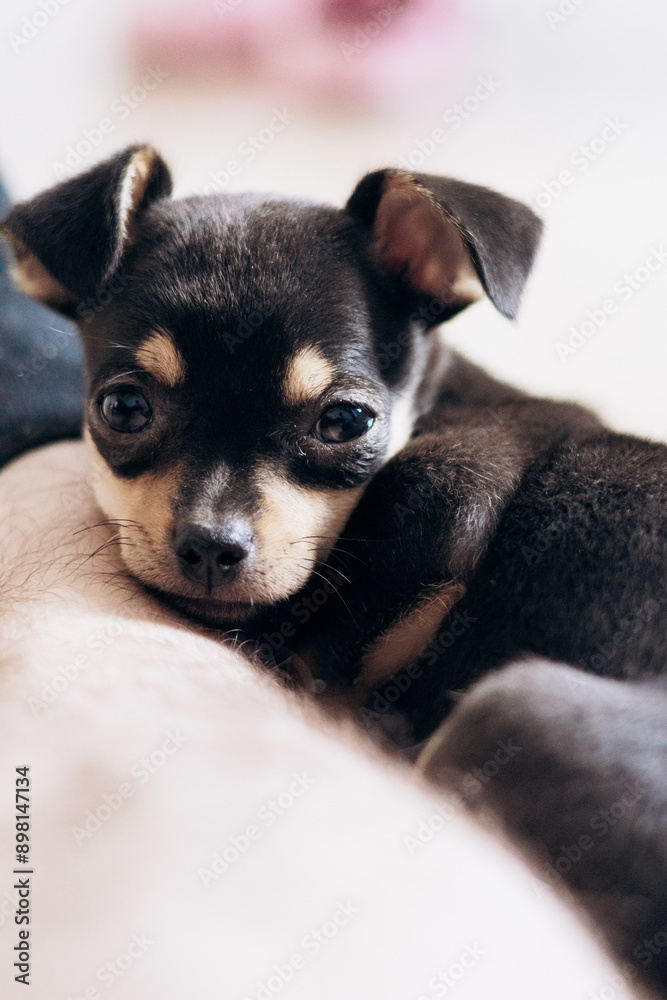 A chihuahua puppy playfully looks at the camera. Pets are little friends A chihuahua puppy playfully looks at the camera. Pets are little friends