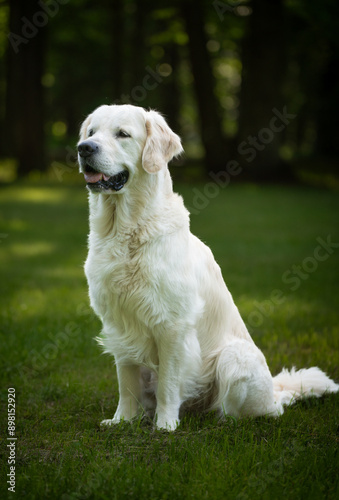Beautiful golden retriever in summer.