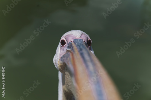 pelican bird distinguished by their large elastic throat pouches. Pelicans inhabit lakes, rivers, and seacoasts in many parts of the world. High quality photo photo