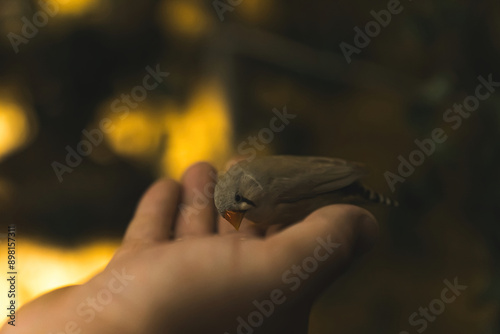 finch type of bird eating from a person's hand over the blurred background. High quality photo photo