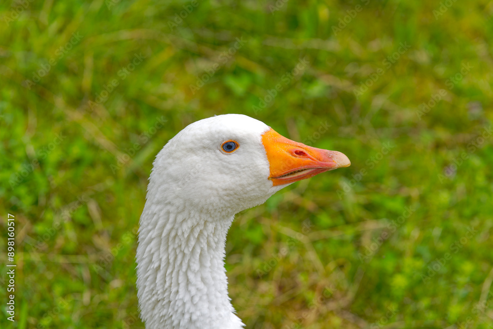 Close-up of head of white goose walking on meadow at Swiss City of Zürich. Photo taken July 24th, 2024, Zurich, Switzerland. Close-up of head of white goose walking on meadow at Swiss City of Zürich. Photo taken July 24th, 2024, Zurich, Switzerland.