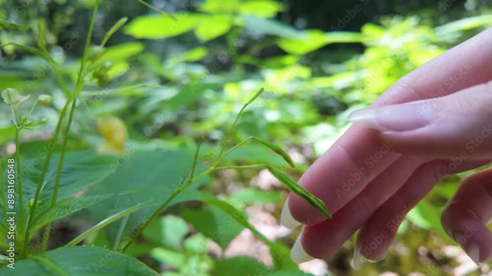 A hand touches Small Balsam, causing it to shoot seeds into the air A hand touches Small Balsam, causing it to shoot seeds into the air