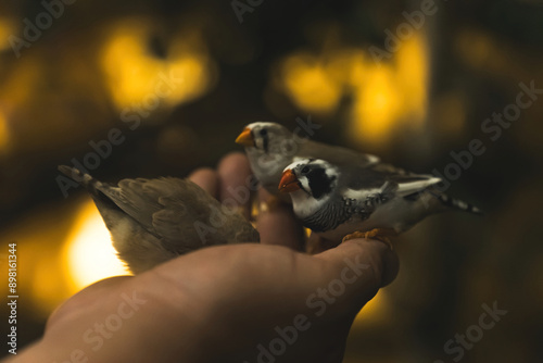 Canvastavla an unknown person feeding finches over the blurred background
