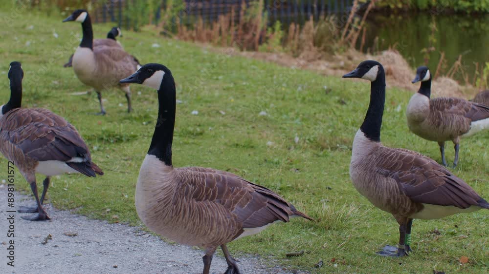 Canadian geese birds animals in natural environment in the park , wildlife scene episode Canadian geese birds animals in natural environment in the park , wildlife scene episode