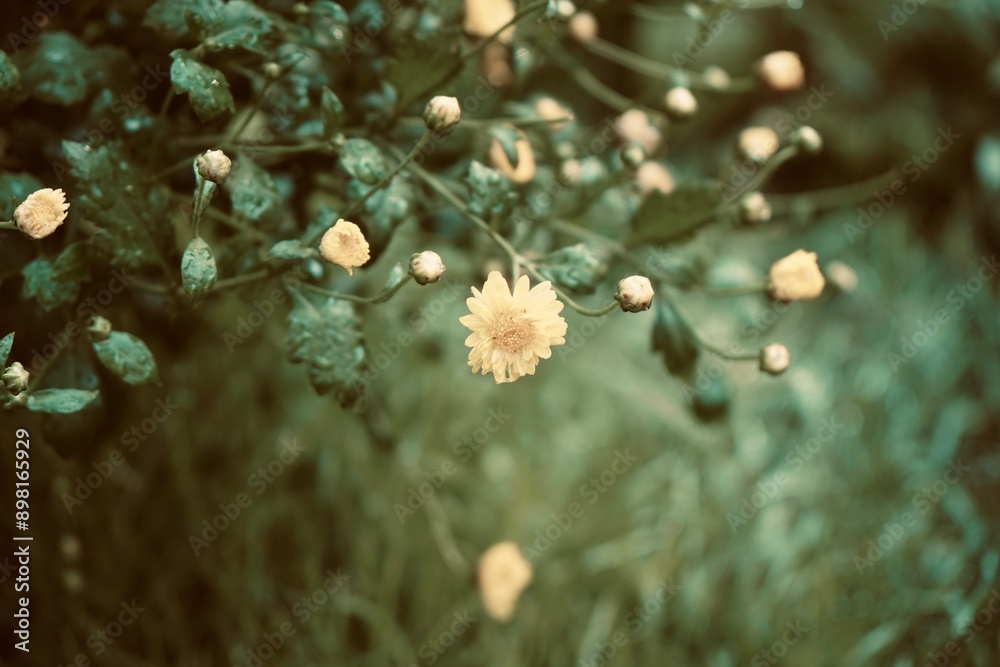 Selective focus of Chrysanthemum field, yellow flower with morning light. Nature background in vintage style. Herbs and healthy food. Selective focus of Chrysanthemum field, yellow flower with morning light. Nature background in vintage style. Herbs and healthy food.