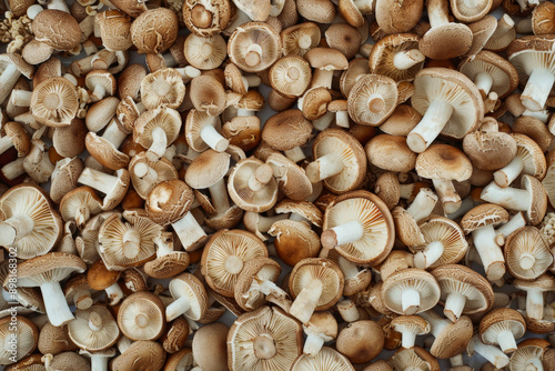 Edible mushrooms background, top view