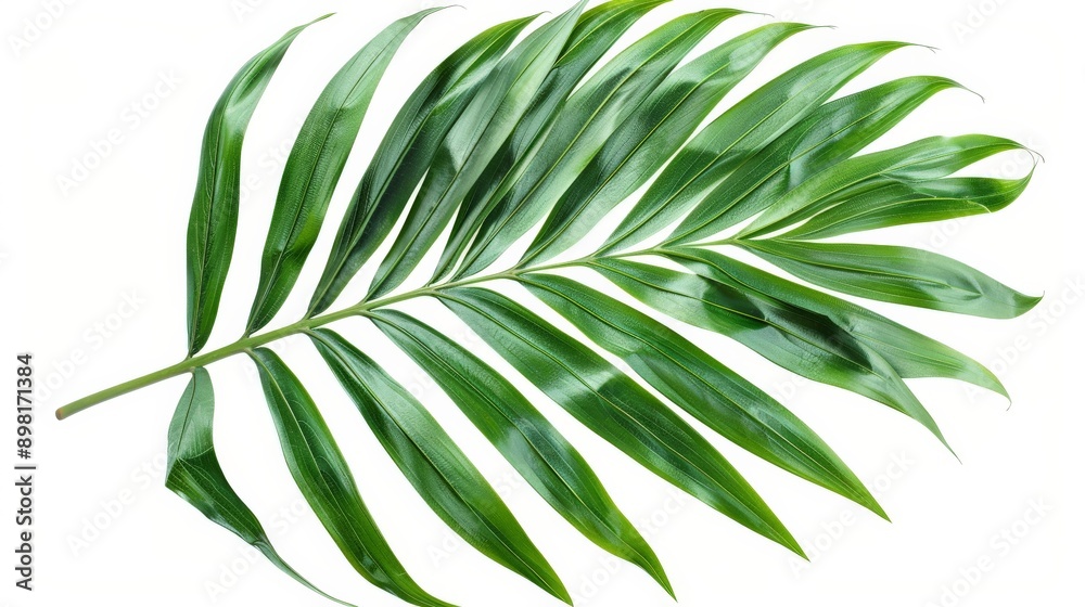 In this image, another beautiful green palm leaf is showcased with fine details, isolated on white, capturing the natural elegant beauty and symmetrical patterns of the leaf. In this image, another beautiful green palm leaf is showcased with fine details, isolated on white, capturing the natural elegant beauty and symmetrical patterns of the leaf.