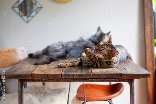 毛繕いするベンガル猫と横になるサバトラ猫