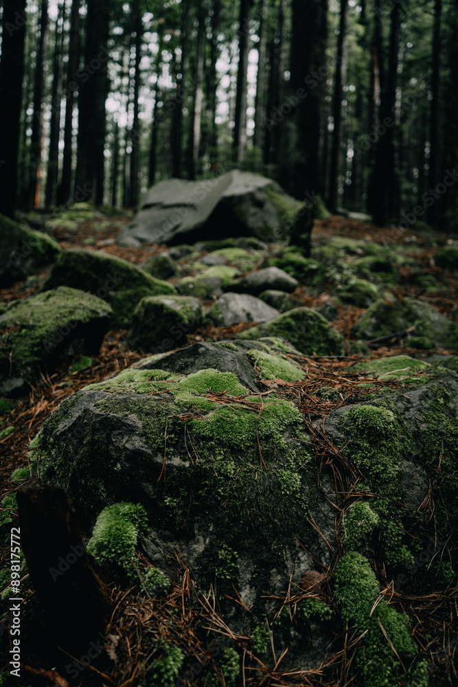 Obraz premium Green Moss Growing at Tree Base