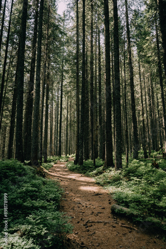 Enchanted Forest Pathway for Background